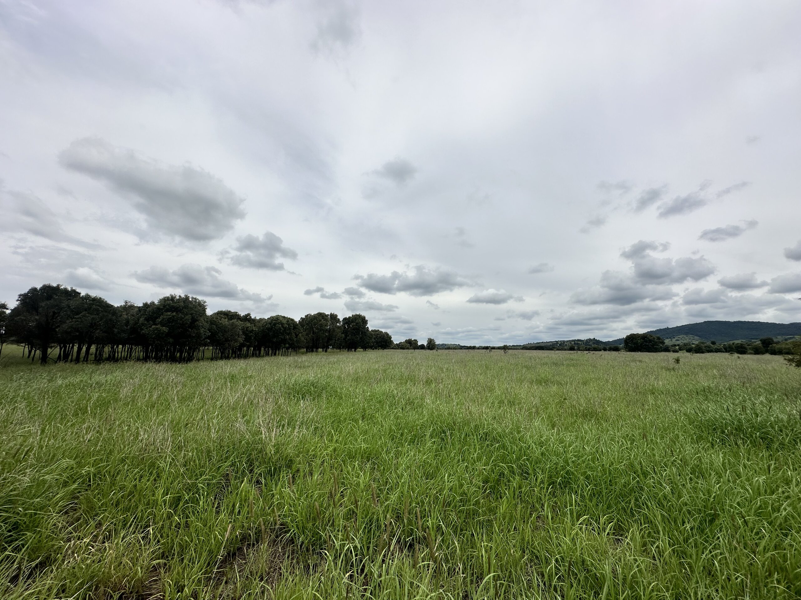 Looking out to a pasture with mountains in the back