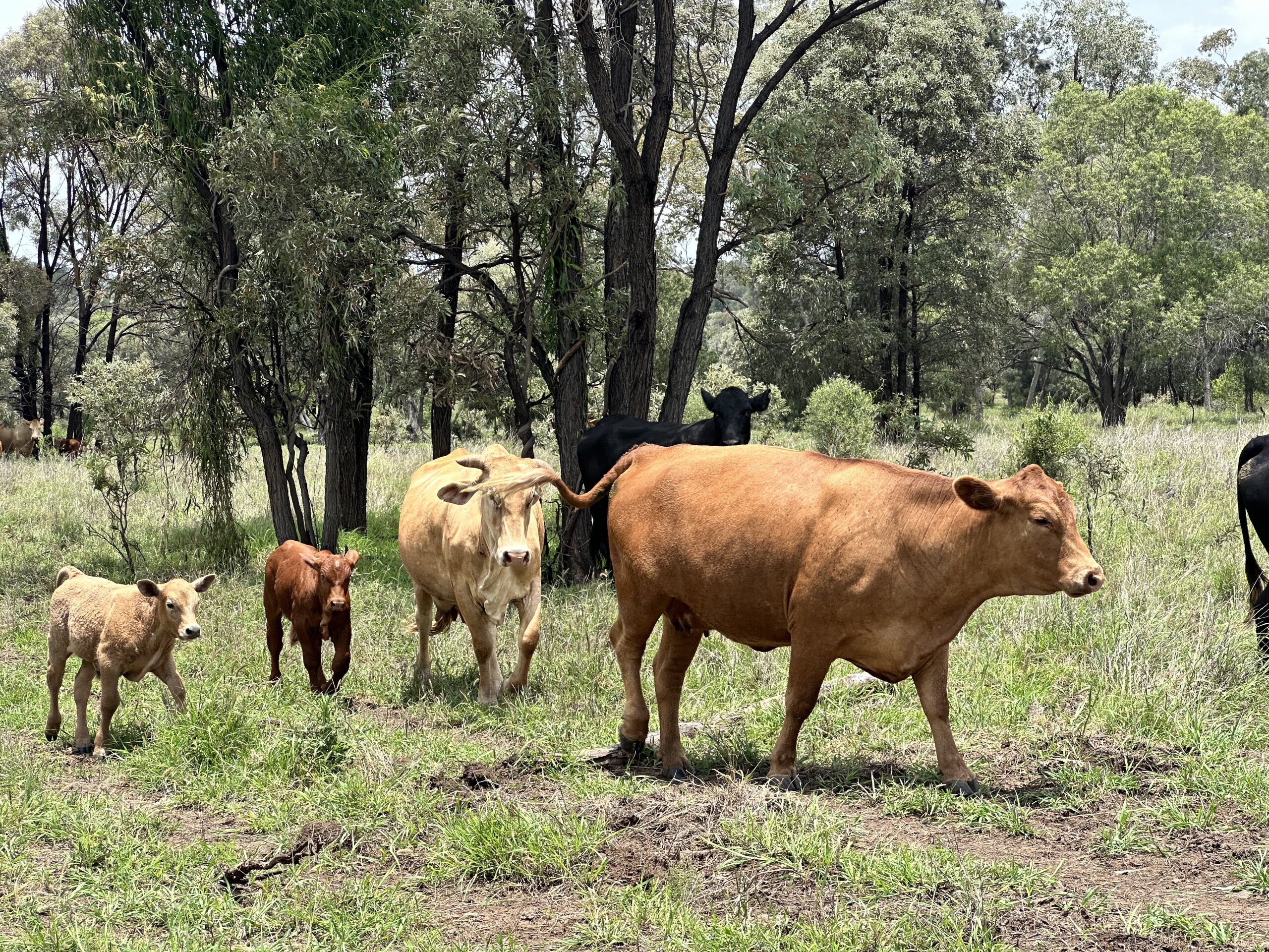 Cows with their calves on a pasture