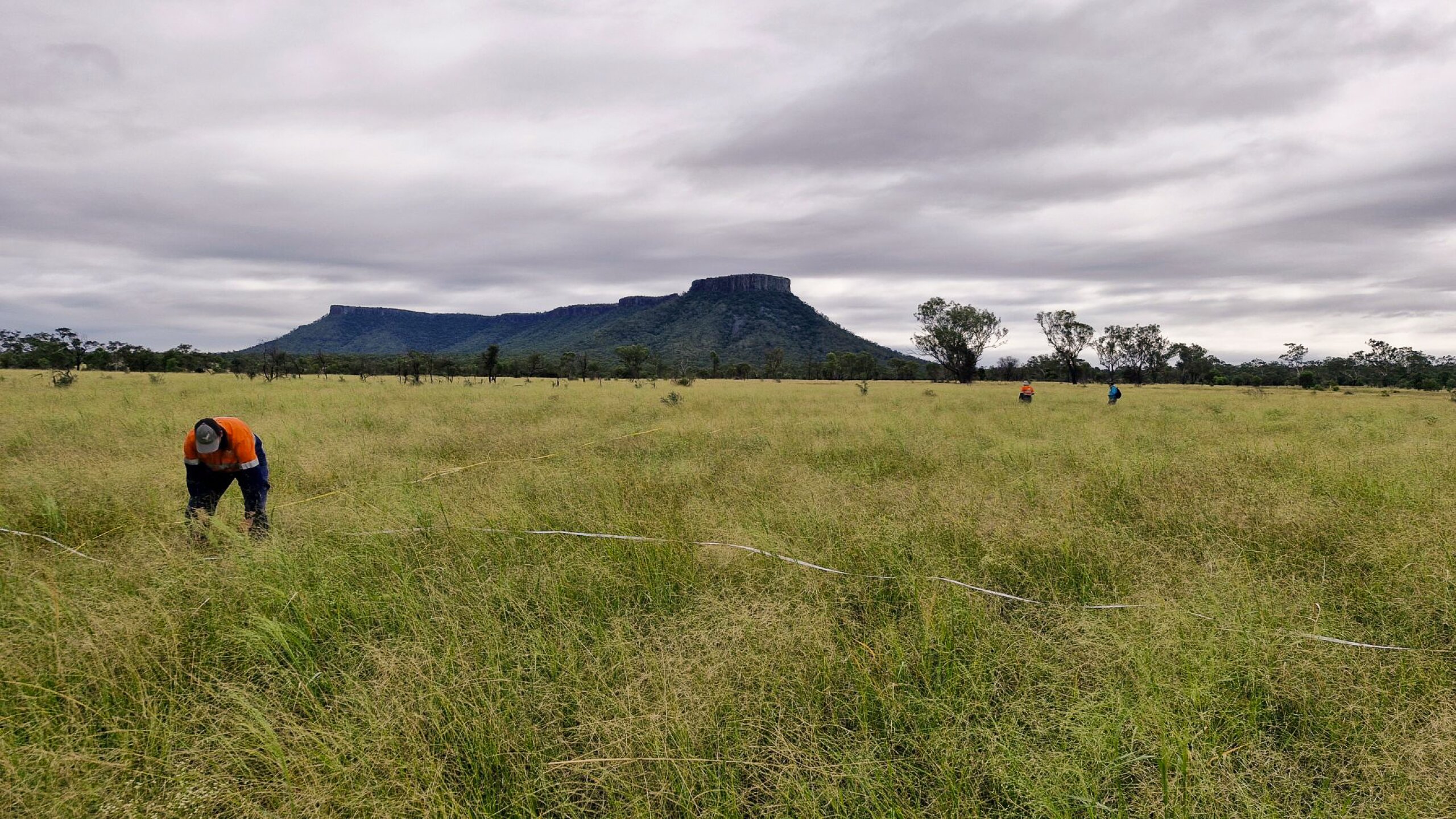 Surveying for King Blue Grass near Lords Table Mountain