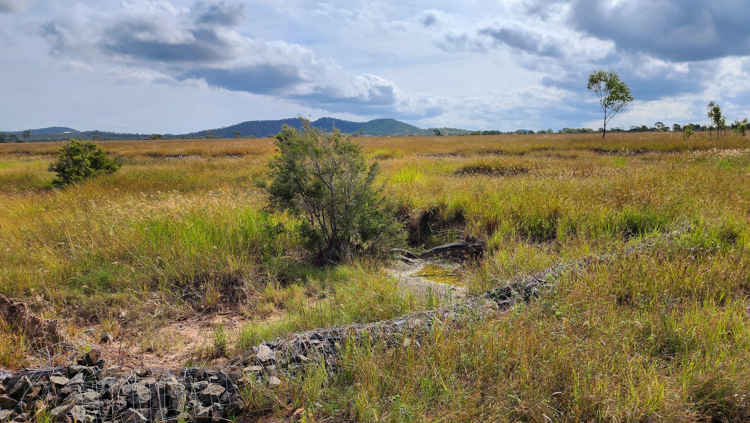 Gully five years after works in 2025