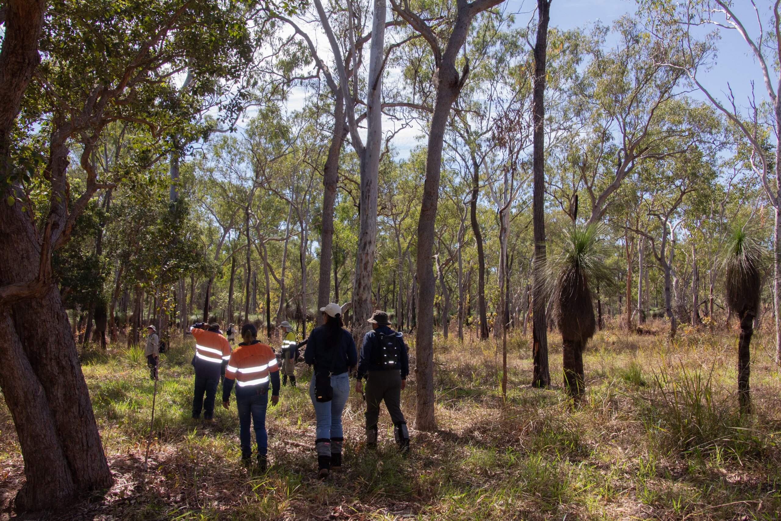 Restoring koala habitat through different methods