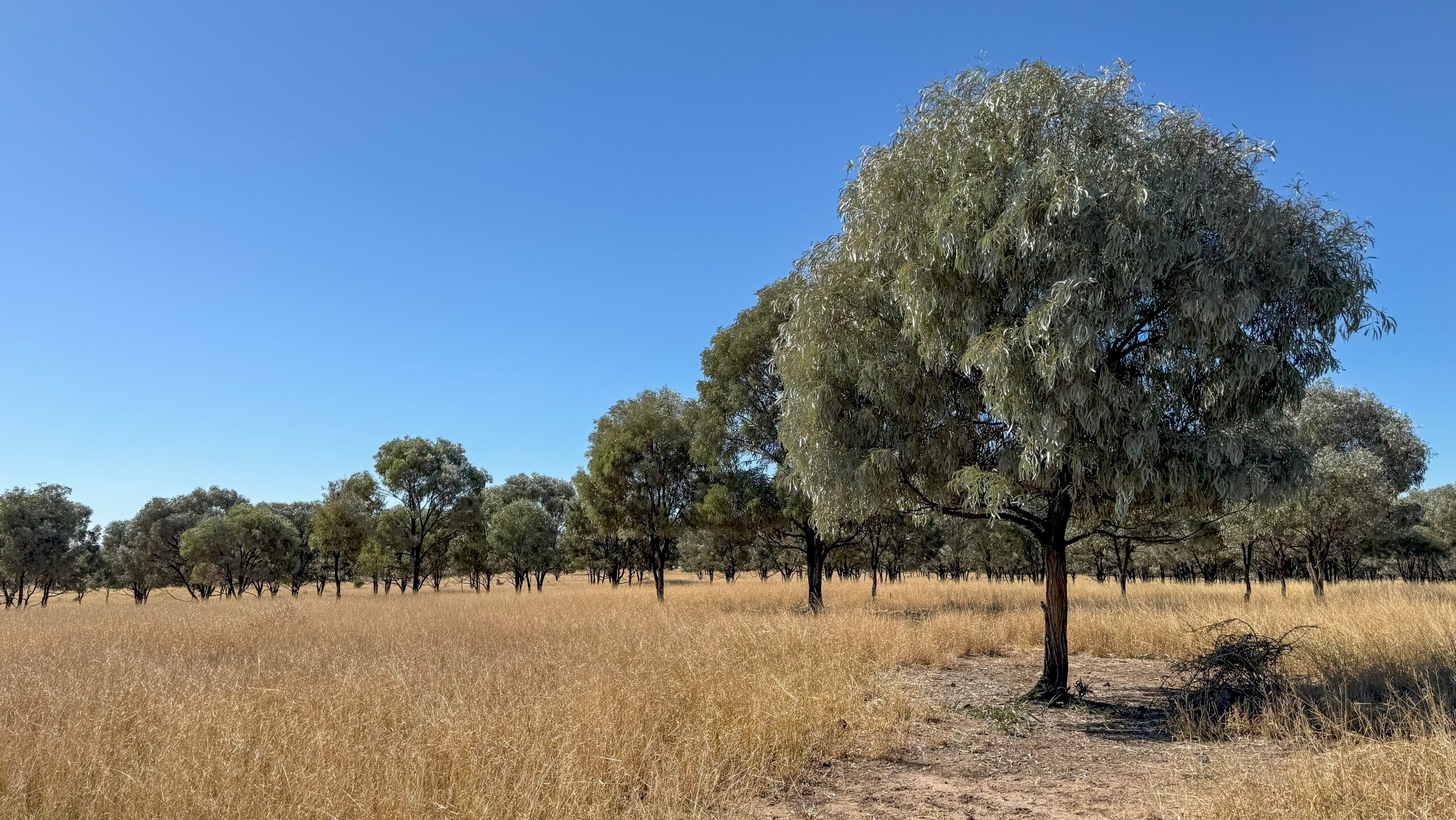 Brigalow on a central Queensland property