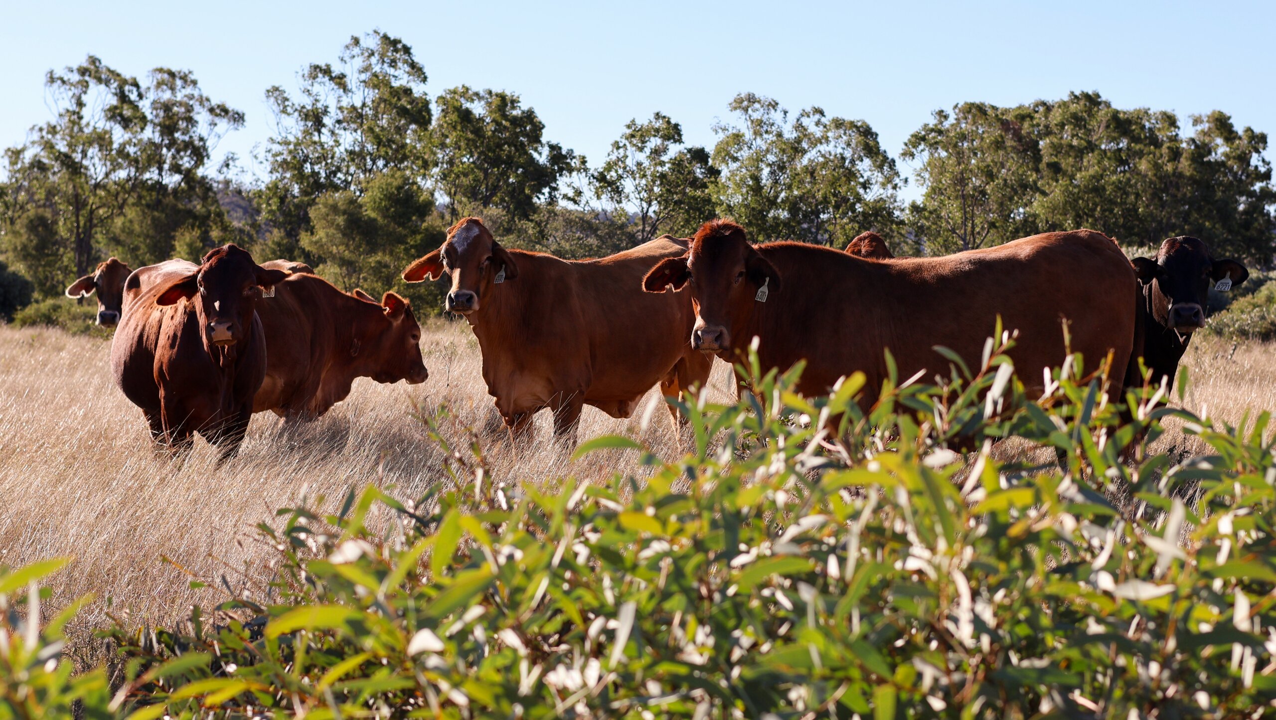Cattle standing next to brigalow