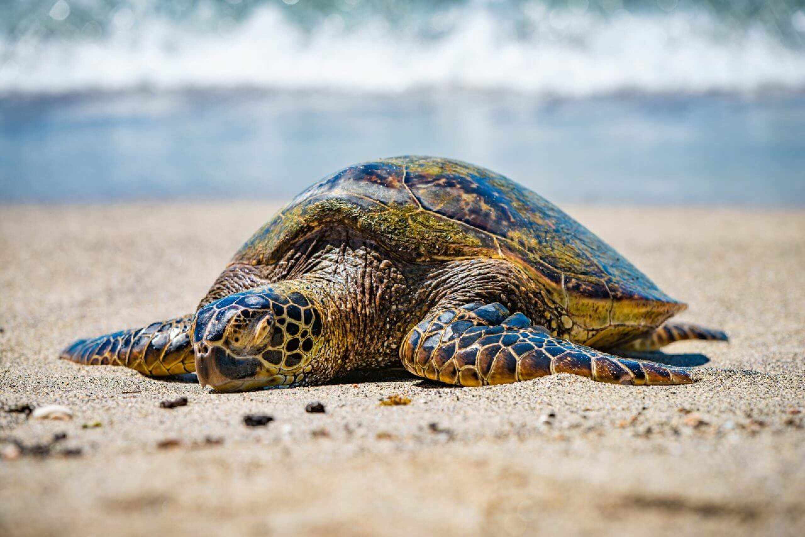 A turtle basking on the beach.