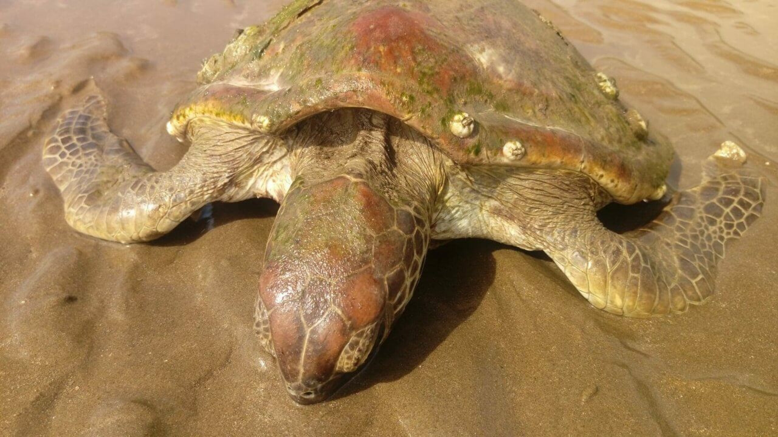 A stranded turtle sinking into the sand.