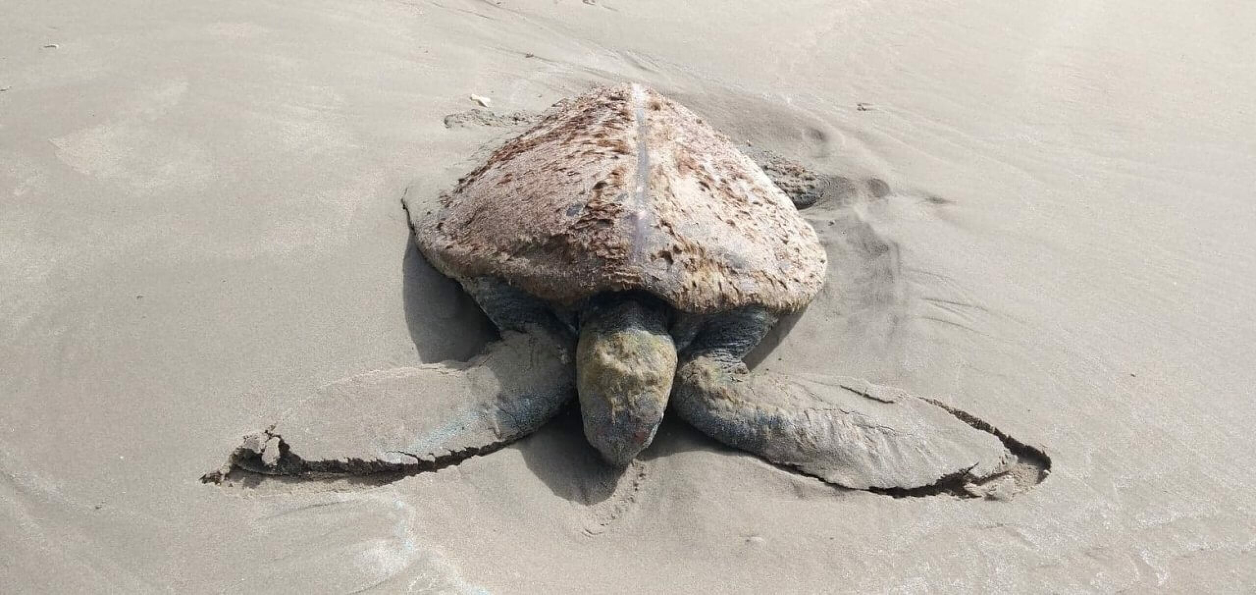 A stranded turtle covered in sand and barnacles.