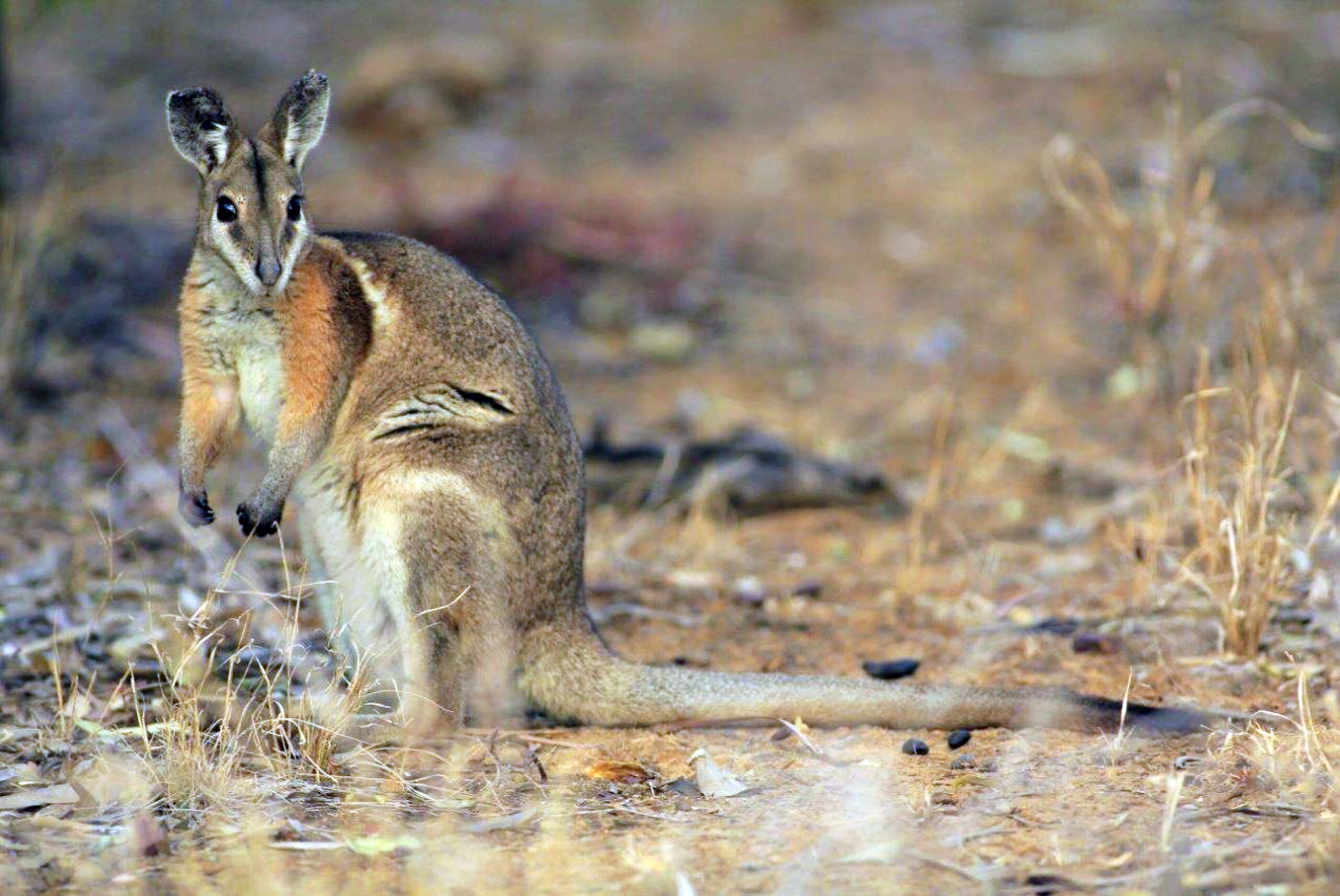 A bridle-nail tail wallaby standing and looking towards the camera