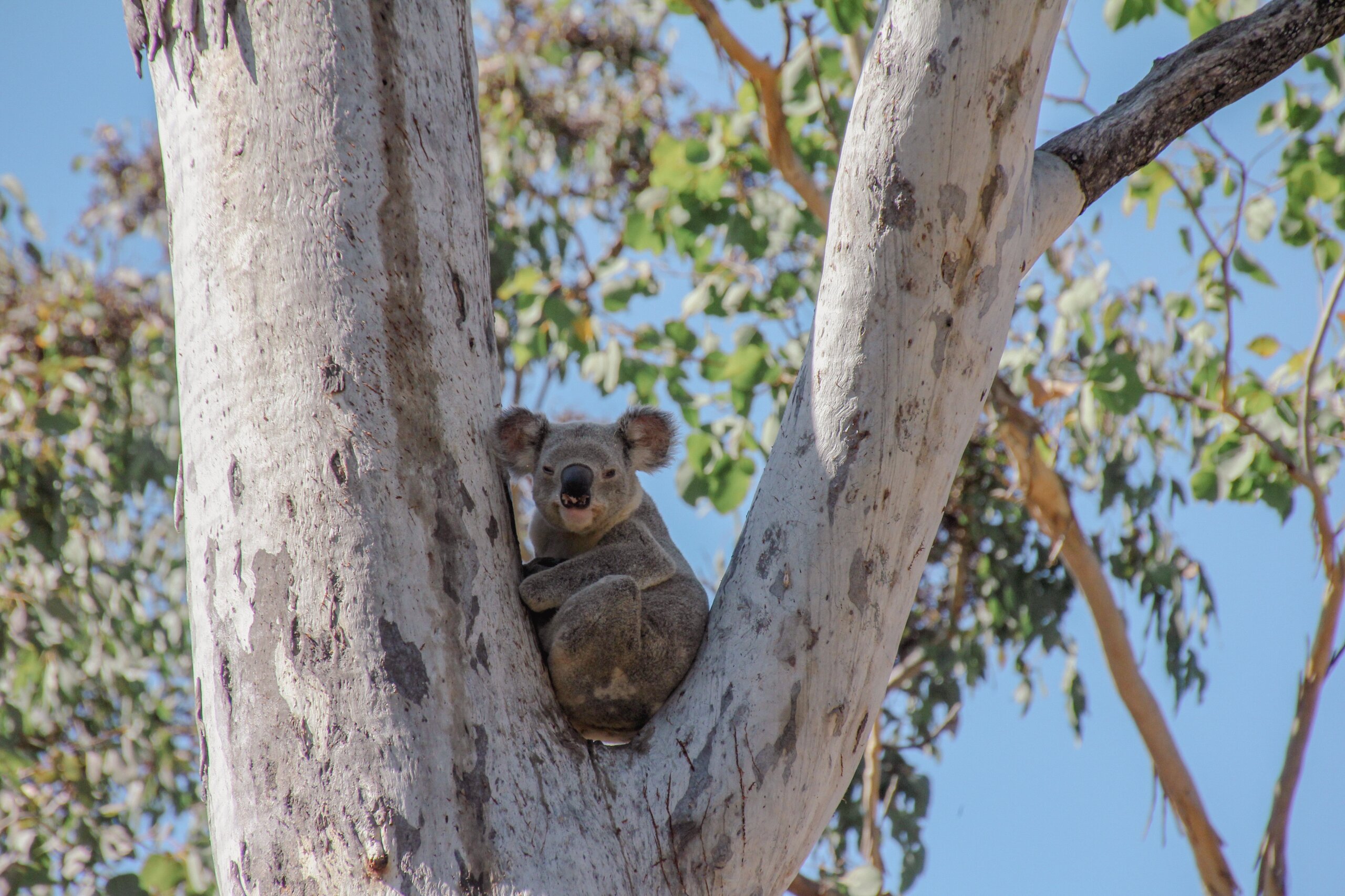 A Koala sits in the fork of a tree looking at the camera.